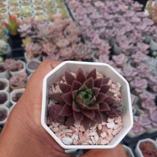 Sempervivum arachnoideum/กุหลาบแดง/ไม้อวบน้ำ/กุหลาบหิน/กระถางสองนิ้วส่งพร้อมกระถาง