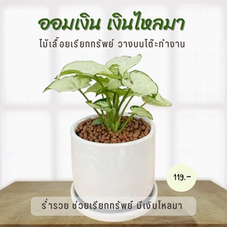 ออมเงิน ค้าขายร่ำรวย พร้อมกระถางเซรามิค และจานรอง Syngonium Moonlight  (ต้นสูง 10-12 cm.)🌿