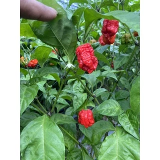 พริกป่นแคโรไลน่ารีเปอร์ carolina reaper พริกเผ็ดที่สุดในโลก 25 กรัม