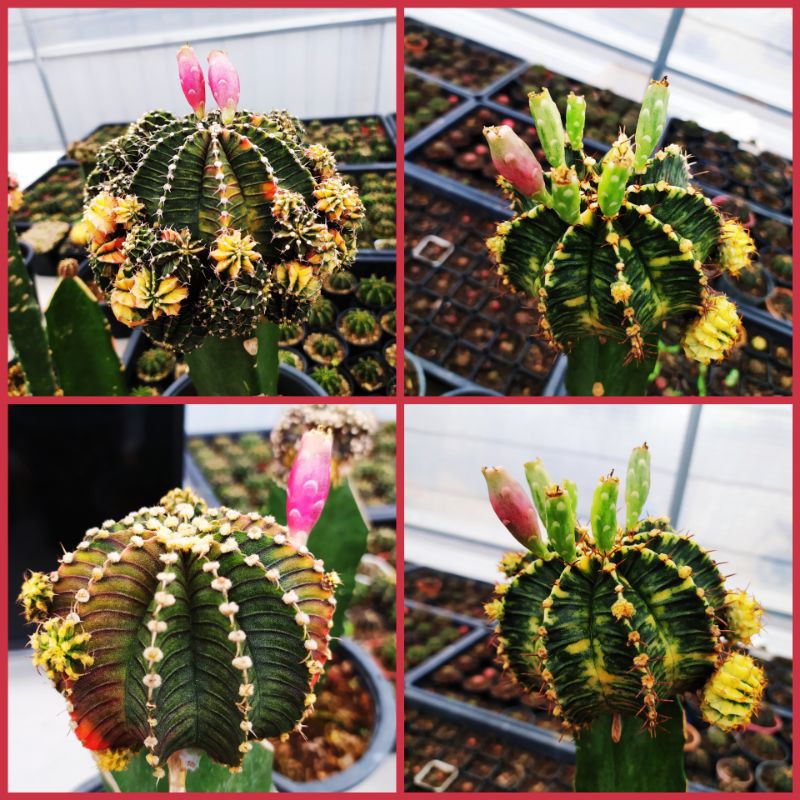 เมล็ดLB2178แท้ด่างผสมLB2178HYBด่าง