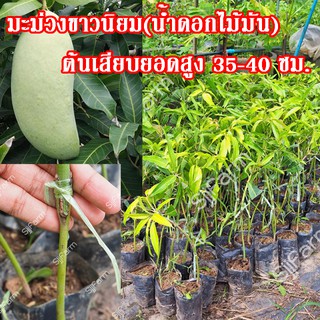 1 ต้น  พันธุ์มะม่วงน้ำดอกไม้มัน(ขาวนิยม) ต้นเสียบยอดสูงประมาณ 35-40 ซม.จัดส่งพร้อมถุงเพาะชำ