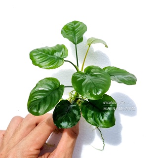 อนูเบียสใบกลม - ANUBIAS ROUND LEAF ต้นไม้น้ำ