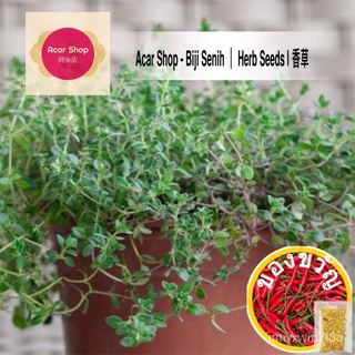 Thyme Common, English Thyme seeds | Biji Benih Murah herba Taim | Thymus เมล็ด - 300 herbs seeds Acar Shop花园/向日葵/芹菜/种子/木