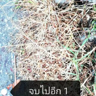 จุลินทรีย์เม็ดเกลือ กำจัดหญ้า หรือ กำจัดกอไผ่ และวัชพืช ปลอดภัยจากสารเคมี100% บรรจุ 1kg.