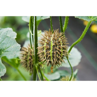 10 เมล็ดพันธุ์ แตงกวาเงาะ หรือแตงกวาป่า(กินได้) ornamental cucumber Seeds มีคู่มือพร้อมปลูก อัตรางอก 80-85%