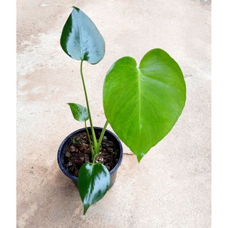 monstera มอนสเตร่าไจแอนท์