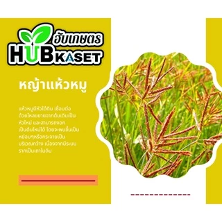 เพอมิท 40กรัม (ฮาโลซัลฟูรอน-เมทิล) ใช้หลังวัชพืชงอกในอ้อย เพื่อกำจัดวัชพืชประเภทกก เช่น แห้วหมู