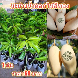 ต้นพันธุ์มะม่วงน้ำดอกไม้สีทอง 1 ต้น 69 บาท รับประกันสายพันธุ์แท้ ผลสีทองหวานอร่อย ติดผลภายใน 1 ปี สินค้าพร้อมส่ง