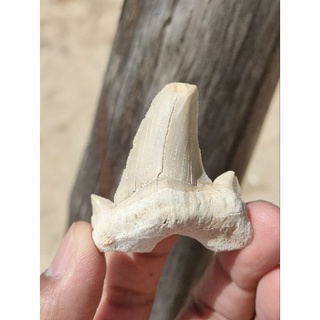 🦈 Shark Tooth Fossils - Otodus 🌊