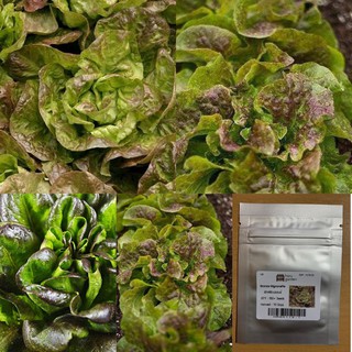 เมล็ด : เมล็ดผักสลัดบลอนซ์ - Bronze Mignonette Lettuce ผักสลัด เมล็ดผักสลัด บัตเตอร์เฮด เมล็ดพันธุ์ ผักกาดหอม