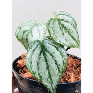 Philodendron brandtianum/silver leaf philodendron/ฟิโลเดนดรอนแบรนเทียนั่ม