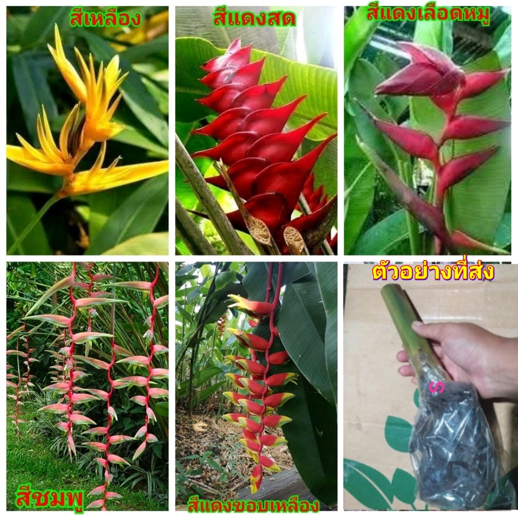 ต้น หน่อ เฮลิโคเนีย Heliconia บันไดสวรรค์ คาวายูชิ kawauchi sexy pink เอ็กเซลซ่า excelsa purpure Eden Pink Caribe yellow