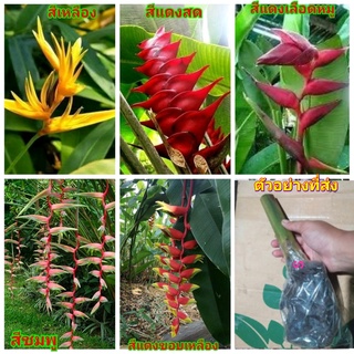 (1 หน่อ ) มี5สีให้เลือก ต้นเฮลิโคเนีย ต้น เฮลิโคเนีย Heliconia บันไดสวรรค์ สี แดง ชมพู ขอบ เหลือง คาวายูชิ kawauchi