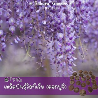 💜เมล็ดพันธุ์วิสทีเรีย (ดอกฟูจิ)💜 𝑾𝒊𝒔𝒕𝒆𝒓𝒊𝒂 • 𝑭𝒖𝒋𝒊 𝑭𝒍𝒐𝒘𝒆𝒓 เมล็ดพันธุ์แท้นำเข้า บรรจุ 10 เมล็ด/ซอง