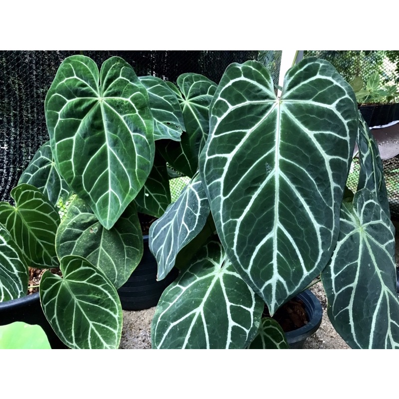 หน้าวัวหัวใจใบกำมะหยี่ Anthurium กระถาง 2.5 นิ้ว