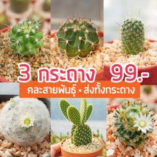 คุ้มสุด! 3 กระถาง 99.-  🌵กระบองเพชรคละ 18 สายพันธ์🌵