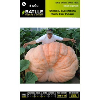 เมล็ด ฟักทองยักษ์ พันธุ์แอตแลนติก - Atlantic Giant Pumpkin