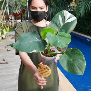 Philodendron White Wizard  ไม้ยอด พร้อมส่ง