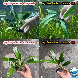 อนูเบียสใบยาว Long leaf ( Anubias minima,Anubias congensis ) เกาะหินลาวา ต้นไม้น้ำในตู้ปลา ไม้น้ำ