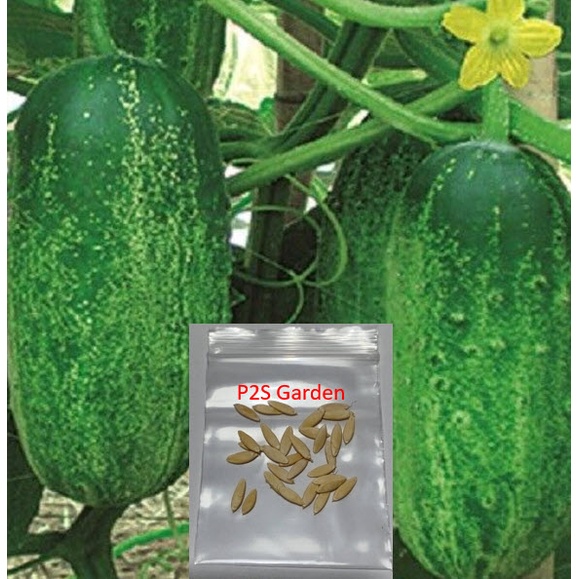 เมล็ดพันธุ์ แตงกวายักษ์ แตงกวาดอย Giant cucumber น่าปลูกมาก