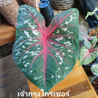 บอนสี บอนเจ้ากรุงไกรเซอร์ พร้อมกระถาง บอนสี ปลูกง่าย สีสดงดงาม ต้นบอนสี "ราชินีใบไม้ ต้นไม้มงคล ไม้ประดับ สีสวย ใบใหญ่"