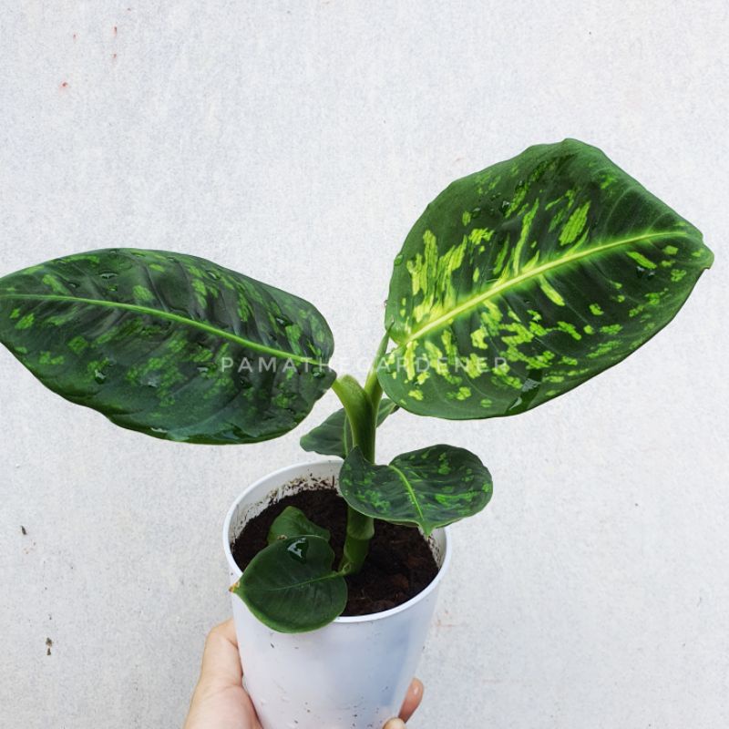 มุมมอง 2