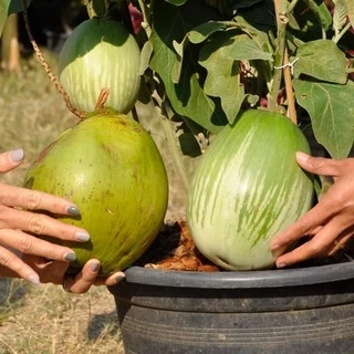 เมล็ดมะเขือเปราะยักษ์ หยกทศกัณฐ์ Giant Eggplant ตราภูเขาทอง เมล็ดพันธุ์มะเขือเปราะยักษ์ เมล็ดมะเขือ เมล็ดพันธุ์มะเขือเปร