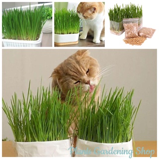 Wow Wow++ เมล็ดพันธุ์ หญ้าแมว Cat Grass Seeds เมล็ดพันธุ์พืช พืชไฮโดรโปนิกส์ แพ็คแต่ละคนมี 50 เมล็ด Seeds for Planting