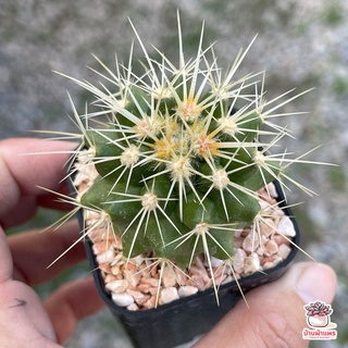 ของพร้อมส่ง🔥✅โครตฮิต✅🔥ถังทอง #กระถาง2นิ้ว Echinocactus grusonii แคคตัส กระบองเพชร cactus&amp;succulent