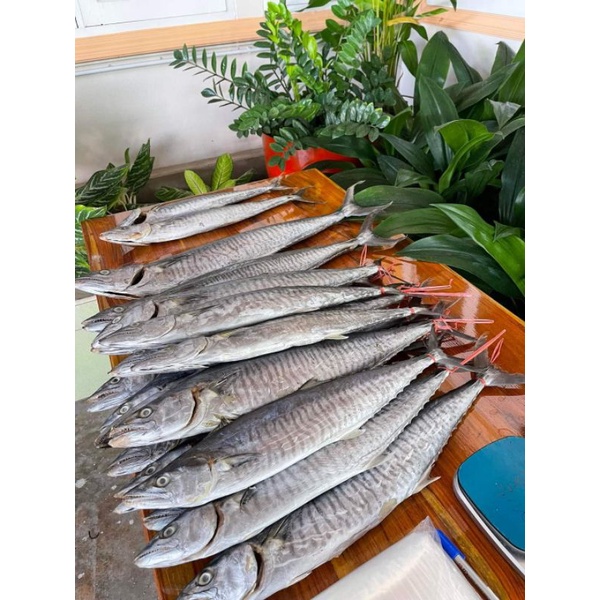 ปลาอินทรีเค็มกิโลกรัมละ 500 บาท​ (พร้อมตัดและแพ็คซีล​สูญญากาศ)​