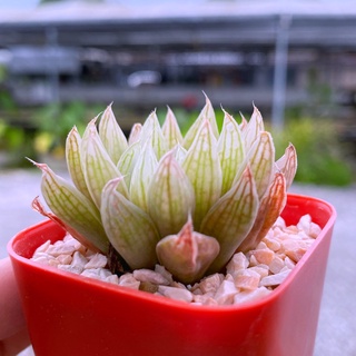 H.obtusa hybrid ‘thai02-wichit’ A034 (ออปทูซ่า ไฮบริด ไทย2)