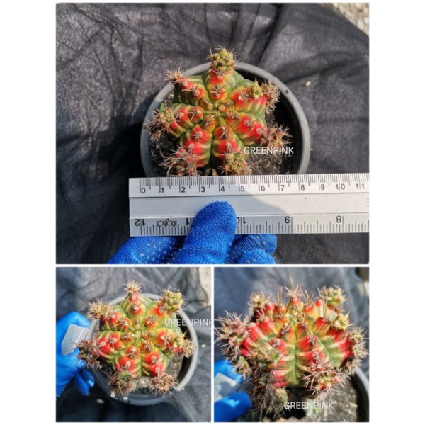 T31115​ ยิมโนด่าง​ ตรงปก​ ถ่ายรูป9/3/65​ Gymnocalycium​  ไม้กราฟ​ Cactus​ แคคตัส กระบองเพชร​ ไม้อวบน้ำ​ ยิมโน