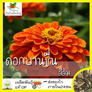 เมล็ดพันธุ์ ดอกบานชื่น สีส้ม 100 เมล็ด Orange King Zinnia seed เมล็ดพันธุ์แท้ นำเข้าจากต่างประเทศ ปลูกผัก สวนครัว ถูกดี