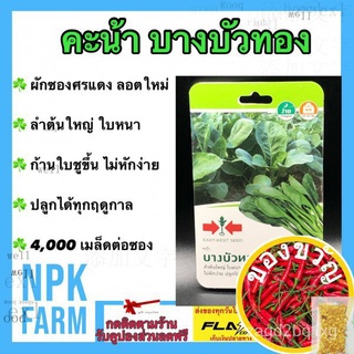 ผักซอง ศรแดง คะน้า บางบัวทอง จำนวน 4000 เมล็ด เมล็ดพันธุ์ ลอตใหม่ ปลูกง่าย ลำต้นใหญ่ ใบหนา ก้านใบชูขึ้น ไม่หักง่าย อายุเ