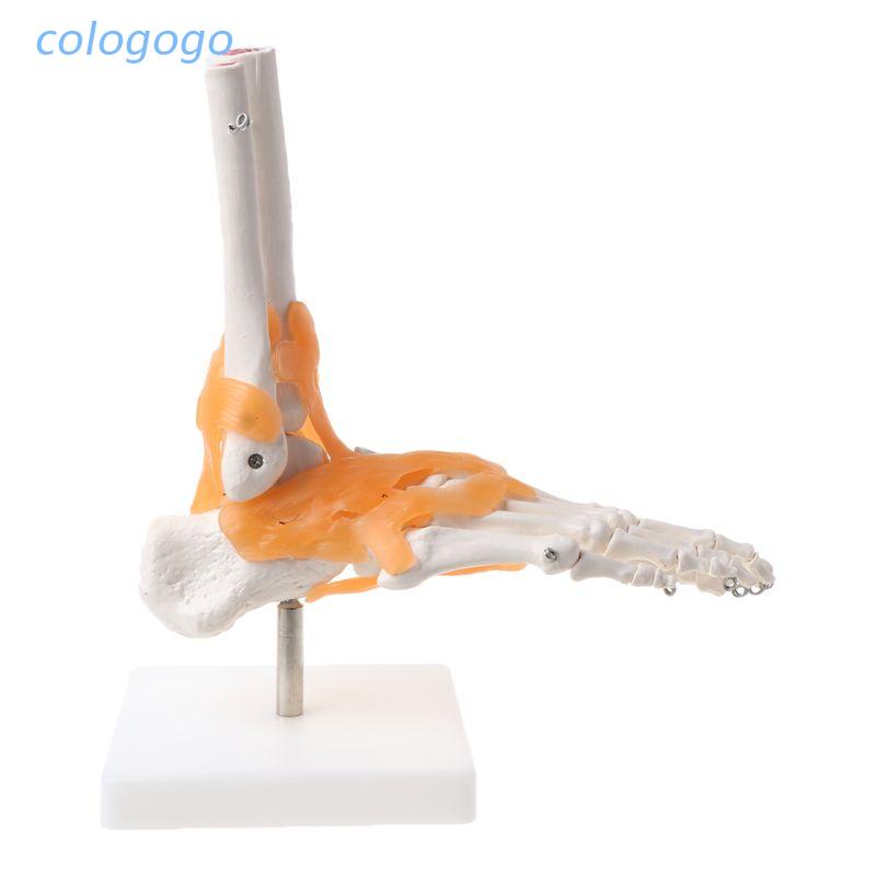 COLO  1: 1 Human Skeleton Human Model Joint Medical Anatomy Ankle Ligament Anatomically Teaching Res
