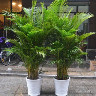 （อัตราการปลูกสูง）10 เมล็ด Areca Palm Seeds ไม้ประดับ ต้นไม้บอนไซ ต้นไม้มงคล ผักซอง ผักสวนครัว ต้นไม้หายาก จัดสวน ตกแต่งส