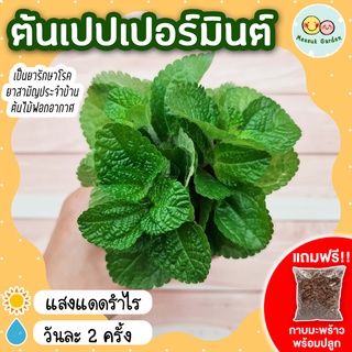 ต้นเปปเปอร์มินต์ Papermint กระถาง 3 นิ้ว [แถมกาบมะพร้าวพร้อมปลูก] ไม้ประดับ ไม่มีกลิ่น ปลูกประดับบ้าน คอนโด สวน