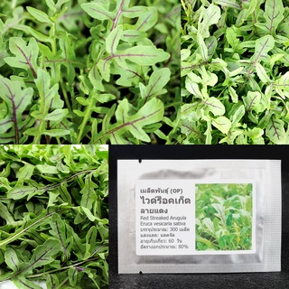 เมล็ดพันธุ์ ไวด์ ร็อคเก็ต ลายแดง (Rocket Salad) Red Streaked Arugula Seed 300 เมล็ด คุณภาพดี ของแท้ 100%