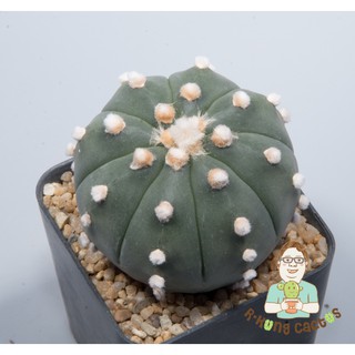 Astrophytum โออิโบะ  SP218