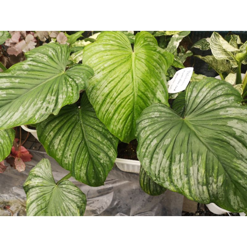 ฟิโลเดนดรอนมามิอายซิลเวอร์คราวด์ Philodendron Mamei Silver Cloud กระถาง 6 นิ้ว