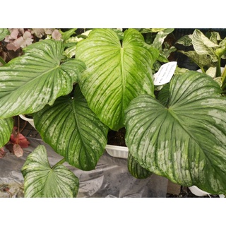 ฟิโลเดนดรอนมามิอายซิลเวอร์คราวด์ Philodendron Mamei Silver Cloud กระถาง 6-8 นิ้วใบ