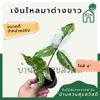 เงินไหลมาด่างขาว กระถาง 4 นิ้ว syngonium สีสวยหวาน ต้นเงินไหลมาด่างขาว