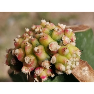 (No.ด1)​ โมโมทาโร่ด่าง ไม้กราฟ 1 ต้น # Cactus แคคตัส กระบองเพชร ไม้อวบน้ำ ไม้กราฟ ราคาถูก