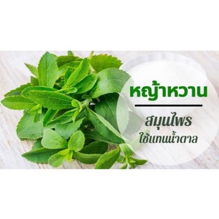 สมุนไพร
หญ้าหวาน 🍀 บรรจุภัณฑ์ : ถุงใส
🍀 น้ำหนัก : ขนาดเล็ก 100 g.