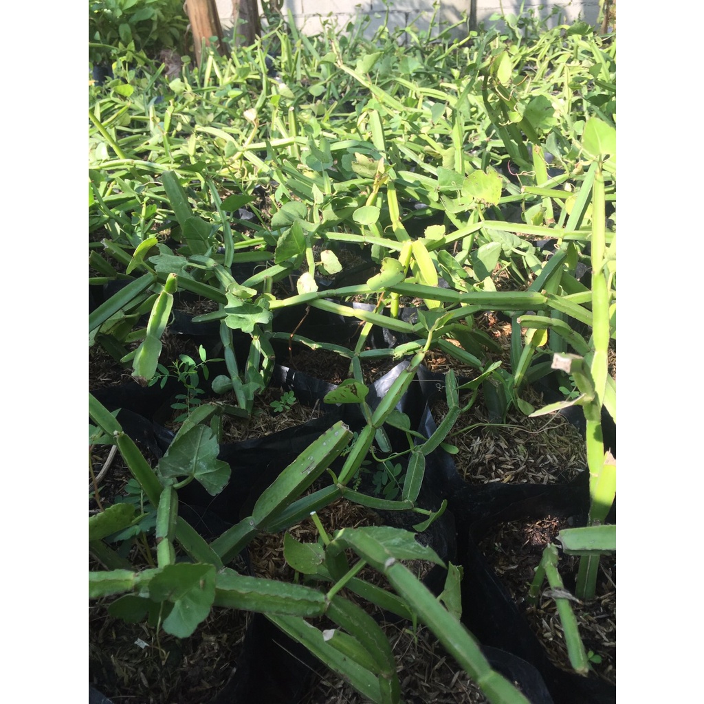 ต้นพันธุ์ เพชรสังฆาต บำรุงกระดูก แก้ริดสีดวง พร้อมปลูกในถุงดำ 39 บาท