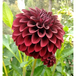 1 หัว/ออเดอร์ รักเร่ Dahlia สายพันธุ์ BLACK SATIN หัวรักเร่