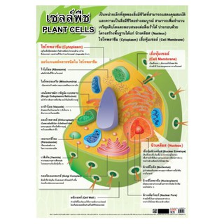 เซลล์พืช EQ-112 โปสเตอร์ กระดาษหุ้มพลาสติก