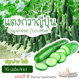 เมล็ดพันธุ์แตงกวาญี่ปุ่น 10เมล็ด อัตราการงอก95% ปลูกง่าย โตไว(แถมฟรี เมล็ดผักทุกออเดอร์)