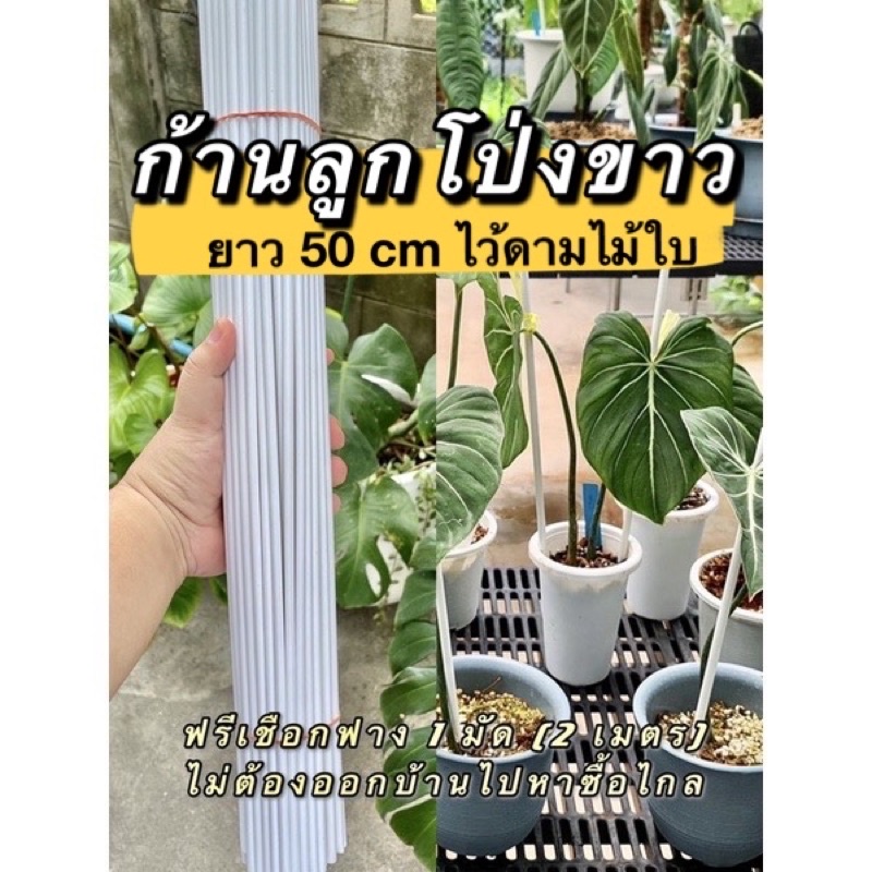 ก้านลูกโป่งขาว เกรดA ราคาโรงงาน เสาค้ำต้นไม้ ไม้ค้ำต้นไม้ ฟรี!! เชือกฟางขาว ขนาด 50 cm