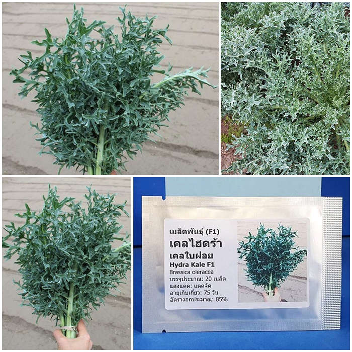 เมล็ดพันธุ์ เคลไฮดร้า Hydra Kale F1 Seed บรรจุ 20 เมล็ด คุณภาพดี ของแท้ 100%